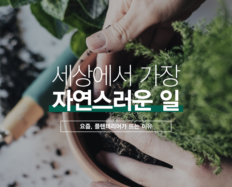 세상에서 가장 자연스러운 일(요즘, 플렌테리어가 뜨는 이유)